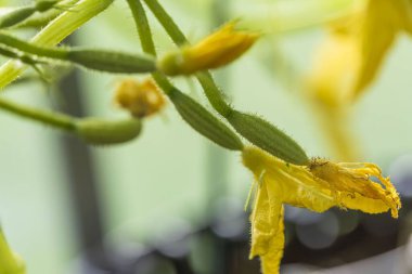 Yeşil salatalık bitkisinin izole edilmiş güzel yakın görüntüsü. Şaşırtıcı doğa geçmişi. 