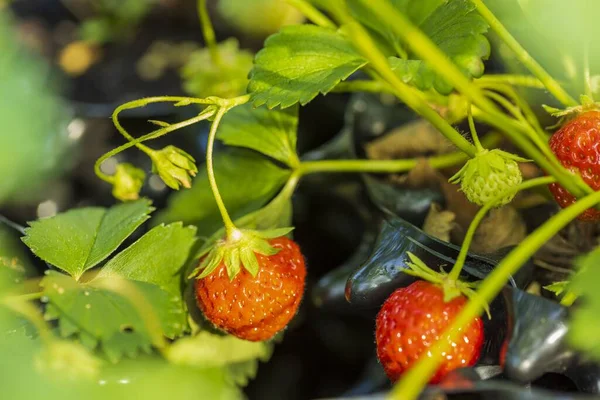 Nahaufnahme Von Erdbeeren Isoliert Schöne Natur Hintergrund — Stockfoto