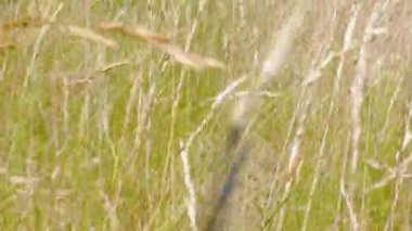 Güneşli yaz günlerinde çayır çimlerinde yürümenin güzel manzarası. Güzel yaz arkaplanları.