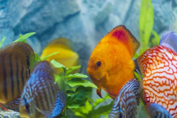 Close up view of gorgeous colorful aquarium fishes discus. Beautiful nature background.