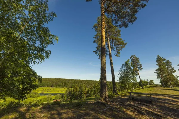 Herrlicher Blick Auf Die Sommerlandschaft Hügelige Waldbäume Auf Blauem Himmel — Stockfoto