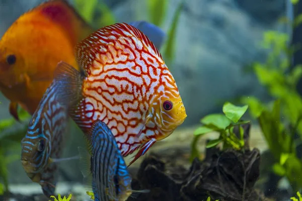 Close up view of gorgeous colorful aquarium fishes discus. Beautiful nature background.