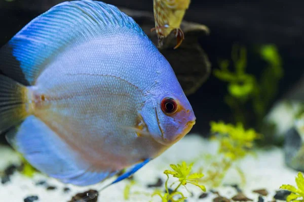 Close up view of gorgeous blue angel diskus aquarium fish. Hobby concept.