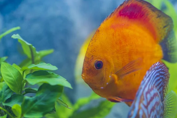 豪華な赤いメロンの円盤水族館の魚のビューを閉じます 趣味の概念 — ストック写真