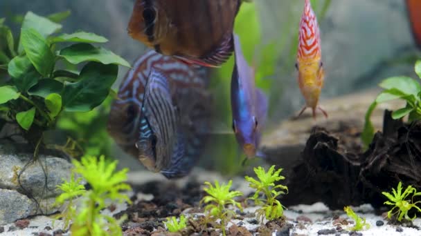 Close Zicht Prachtige Kleurrijke Aquarium Vissen Discus Prachtige Natuur Achtergrond — Stockvideo