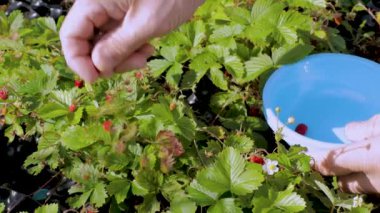 Bir adam palet tasmasında yetişen bir bahçede çilek topluyor. Güzel doğa arkaplanı.