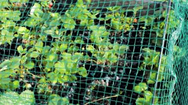 Plastik kaplardaki yeşil çilek çalılarının yakın görüntüsü. Palet yaka içinde büyüyen çilek kuşlara karşı ağ koruması altında.