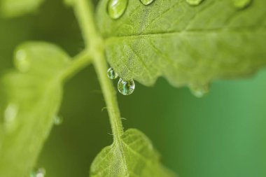 Yeşil domates yaprağının serada sabah çiğ damlaları ile kaplanmış muhteşem makro görüntüsü. Güzel yeşil doğa arka planı.