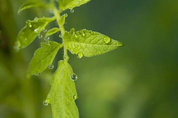 Magnífica Vista Cerca Macro Hoja Tomates Verdes Con Gotas Rocío —  Fotos de Stock