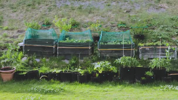 Pequeno Jardim Vasos Plástico Coleiras Paletes Lindos Fundos Natureza Verão — Vídeo de Stock