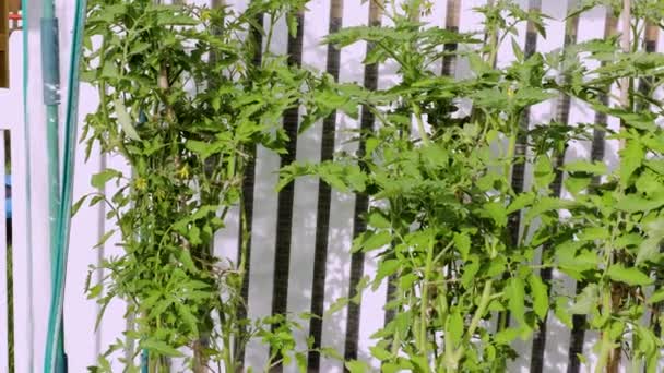 Στενή Άποψη Των Φυτών Ντομάτας Στο Θερμοκήπιο Υγιεινή Διατροφική Έννοια — Αρχείο Βίντεο