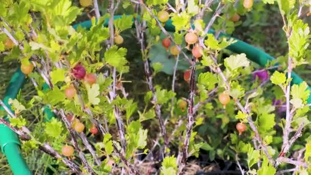 美丽的近景 五彩缤纷的山莓孤立 美丽的食物背景 — 图库视频影像