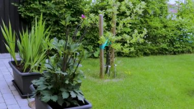 Özel bahçenin güzel manzarası. Yaz çimeni, şakayık çalısı, elma ağacı, kiraz ağacı. Muhteşem yaz arkaplanları.