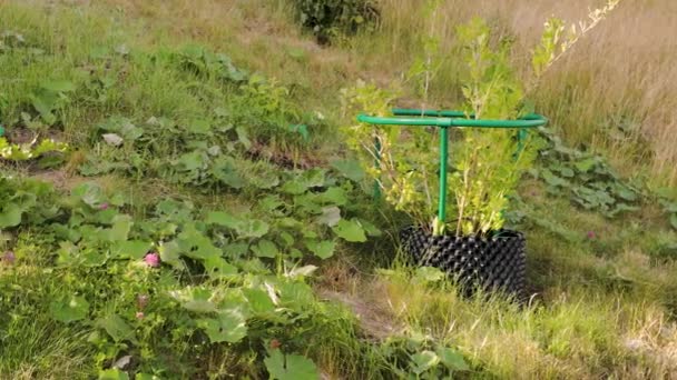 Widok Krzewów Agrestu Plastikowych Doniczkach Powietrznych Wzgórzu Prywatnego Ogrodu Koncepcja — Wideo stockowe