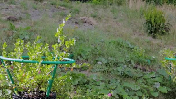 Uitzicht Kruisbessenstruiken Aardbeienplanten Plastic Luchtpotten Biologisch Tuinconcept — Stockvideo