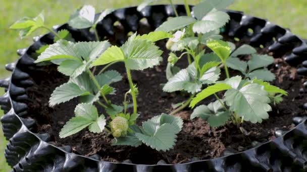 プラスチック製の空気ポットでイチゴ植物のビューを閉じます 園芸の概念 — ストック動画