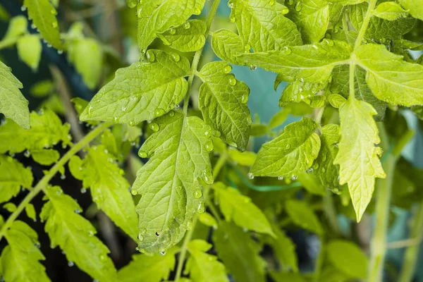 Wspaniały Widok Makro Liści Zielonych Pomidorów Porannymi Kroplami Rosy Szklarni — Zdjęcie stockowe