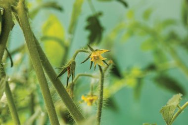 Çiçekli domateslerin yakın görüntüsü. Sağlıklı beslenme konsepti. Güzel yeşil doğa arka planı.