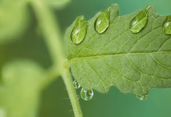 Magnífica Vista Cerca Macro Hoja Tomates Verdes Con Gotas Rocío —  Fotos de Stock