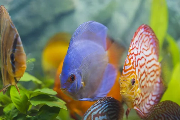 Close up view of gorgeous colorful aquarium fishes discus. Beautiful nature background.