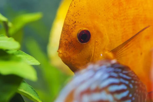 Close up view of gorgeous red melon diskus aquarium fish. Hobby concept.