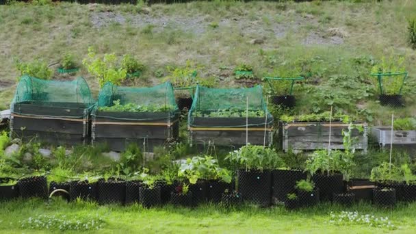 Kleine Tuin Kunststof Potten Palletboorden Prachtige Zomer Natuur Achtergronden Tuinbouwconcept — Stockvideo