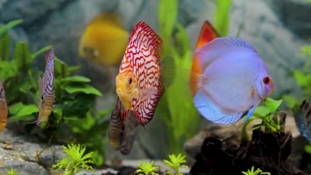 Vista Cerca Magníficos Peces Coloridos Acuario Discus Hermosa Naturaleza Fondo — Vídeos de Stock