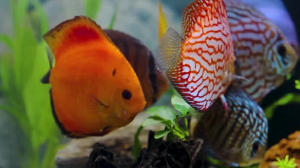 Vista Cerca Magníficos Peces Coloridos Acuario Discus Hermosa Naturaleza Fondo — Vídeos de Stock