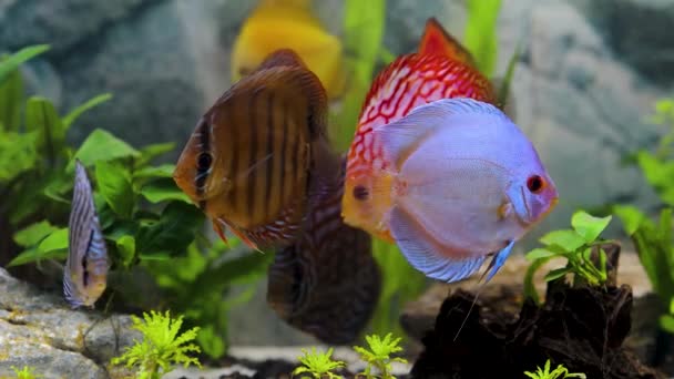 Close Zicht Prachtige Kleurrijke Aquarium Vissen Discus Prachtige Natuur Achtergrond — Stockvideo