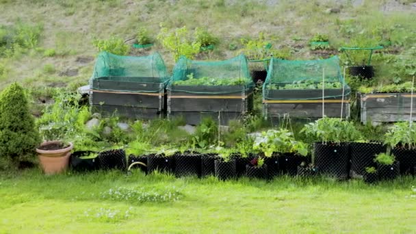 Kleine Tuin Kunststof Potten Palletboorden Prachtige Zomer Natuur Achtergronden Tuinbouwconcept — Stockvideo