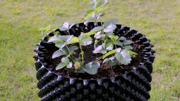 プラスチック製の空気ポットでイチゴ植物のビューを閉じます 園芸の概念 — ストック動画
