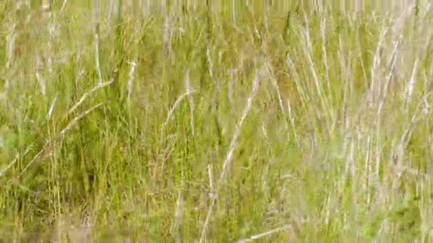 晴れた夏の日の時間帯にフィールドグラスを歩くの美しい景色 美しい夏の背景 — ストック動画