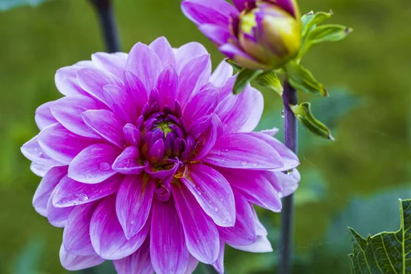 Gorgeous Close View Pink Dahlia Flower Isolated Green Background Beautiful — Stock Photo, Image