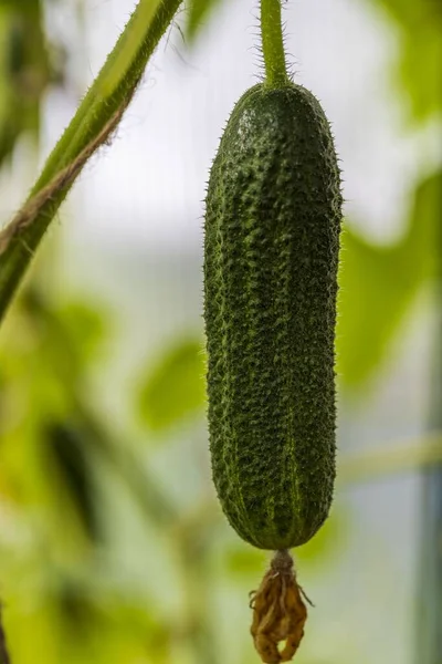 Nahaufnahme Von Jungen Gurkenpflanzen Gewächshaus Home Gardening Konzept Gesunde Biologische — Stockfoto