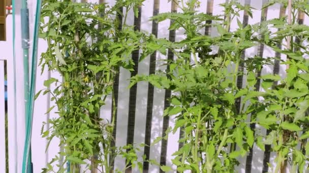 Θέα Των Φυτών Ντομάτας Στο Θερμοκήπιο Υγιεινή Διατροφική Έννοια Χόμπι — Αρχείο Βίντεο