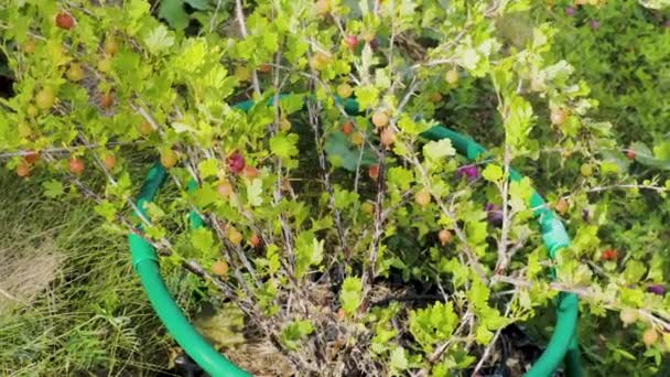 Vista Cerca Del Colorido Grosellero Aislado Hermosos Fondos Alimentos — Vídeos de Stock