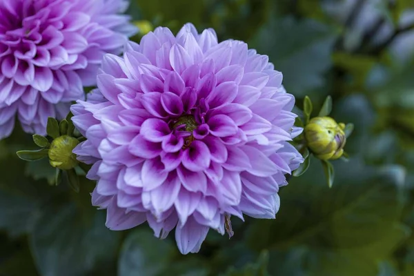 Gyönyörű Közeli Kilátás Rózsaszín Dália Virág Elszigetelt Zöld Háttérrel Gyönyörű — Stock Fotó