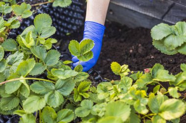 Çilek bitkileriyle çalışan mavi eldivenli kadınların yakın görüntüsü. Bahçe konsepti.