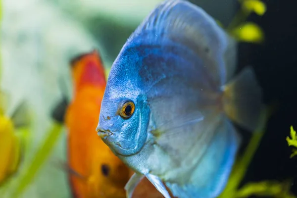 Vista Perto Lindo Peixe Azul Anjo Diskus Aquário Conceito Hobby — Fotografia de Stock