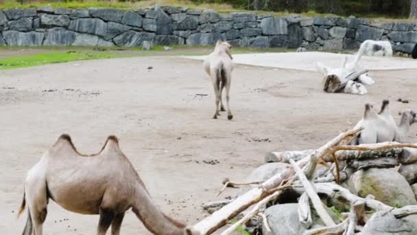 Vacker Utsikt Över Kameler Inhägnad Kolmorden Zoo Sverige — Stockvideo