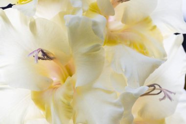 Soyut arkaplanda izole edilmiş beyaz gladiolus çiçeğinin makro görüntüsünü kapat. Güzel arka planlar.