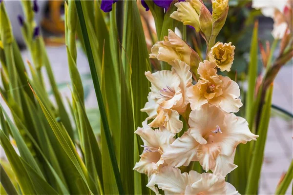 Vista Cerca Flor Gladiolo Blanco Escandaloso Aislado Los Fondos Hermosos — Foto de Stock