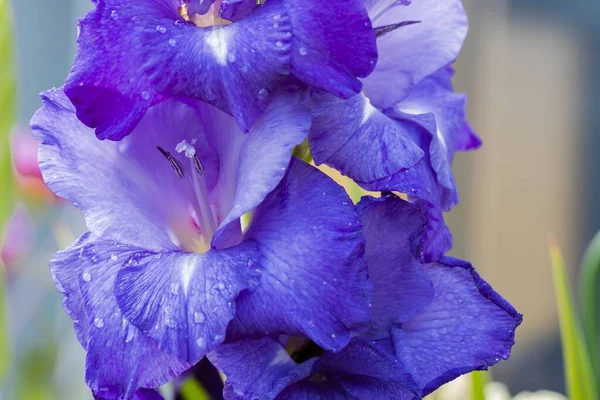 Close Macro Vista Flor Gladiolus Roxo Com Gotas Chuva Belas — Fotografia de Stock
