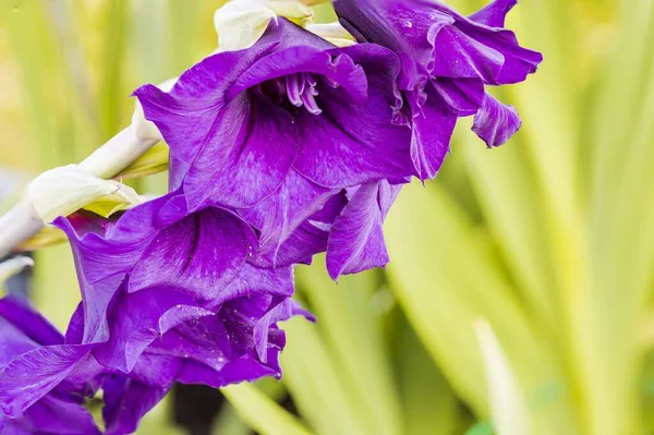 Vista Perto Flor Gladiolus Roxo Isolado Fundos Verdes Belas Origens — Fotografia de Stock