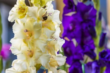 Sarı beyaz ve mor gladyatörlerin muhteşem manzarası ve çiçeklerden birinde arı var.. 
