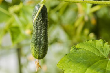 Seradaki genç salatalık bitkilerinin yakın görüntüsü. Ev işleri konsepti. Sağlıklı organik gıda.