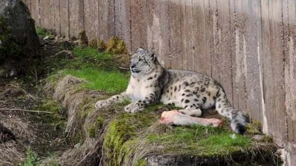 Vista Cerca Del Magnífico Leopardo Nieve Aislado Aviario Sueco Zoo — Vídeos de Stock
