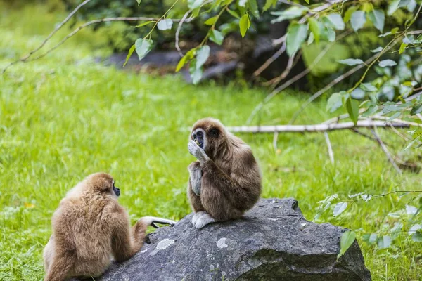 Hauska Söpö Apinoita Istuu Lintuhuone Kolmarden Zoo Ruotsi — kuvapankkivalokuva