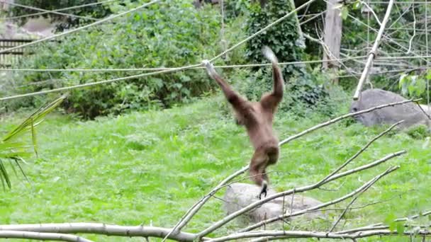 スウェーデンのコルマルデン動物園の空中を動き回る面白いかわいい猿 — ストック動画