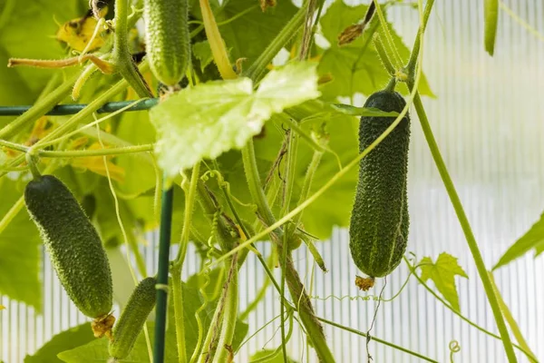 Nahaufnahme Von Jungen Gurkenpflanzen Gewächshaus Home Gardening Konzept Gesunde Biologische — Stockfoto